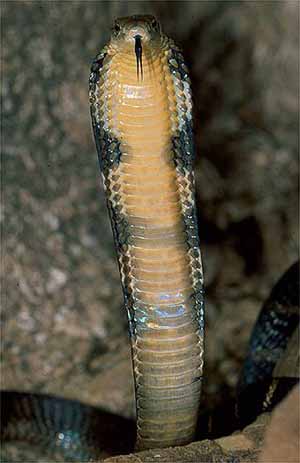 Королевская кобра / King Cobra 